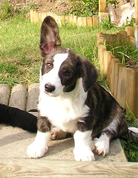 Photo de Welsh corgi cardigan