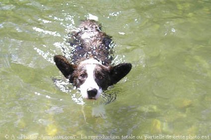 Photo de Welsh corgi cardigan