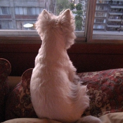 Photo de West highland white terrier