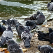 Photo de Pigeon