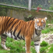 Photo de Tigre