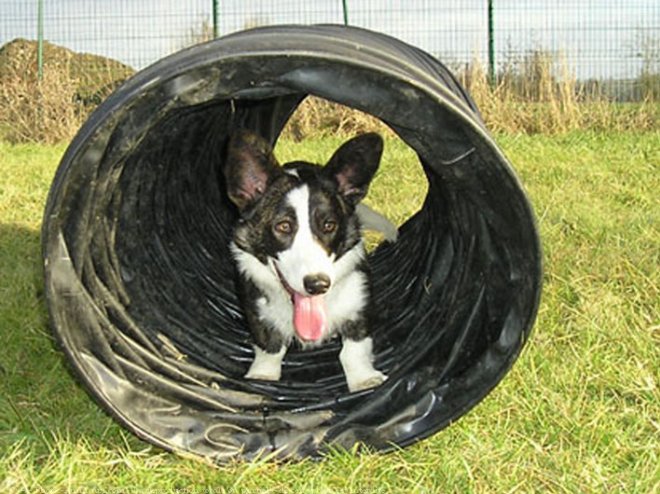 Photo de Welsh corgi cardigan