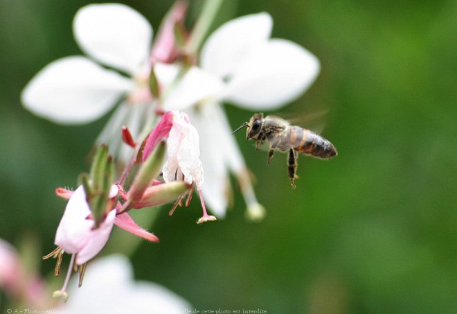 Photo d'Abeille