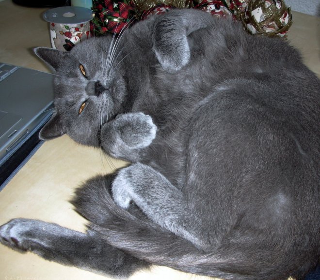 Photo de Chartreux