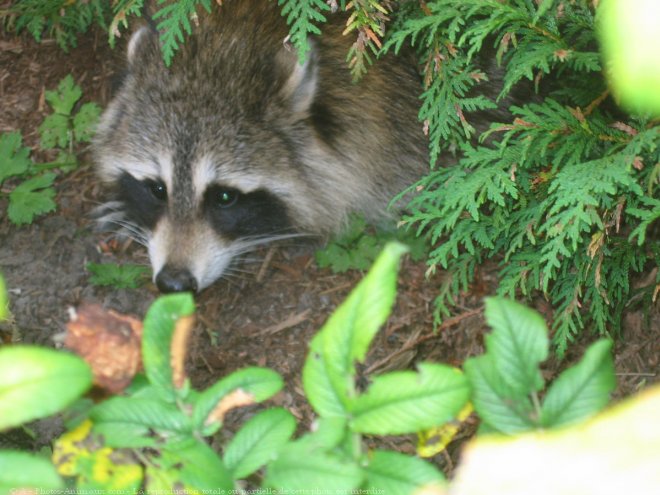 Photo de Raton laveur