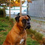 Photo de Boxer