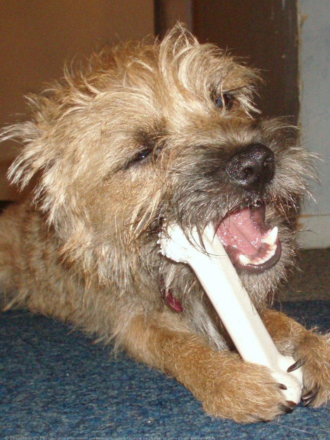 Photo de Border terrier