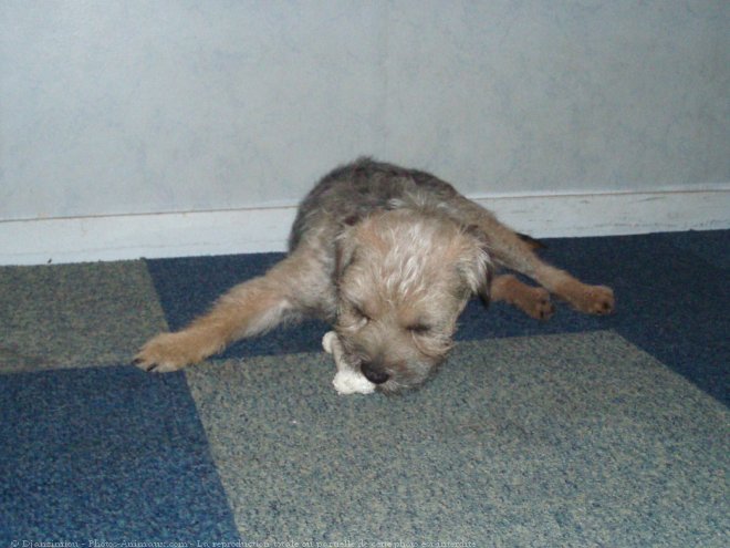 Photo de Border terrier