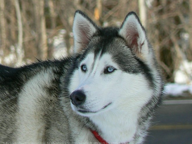 Photo de Husky siberien