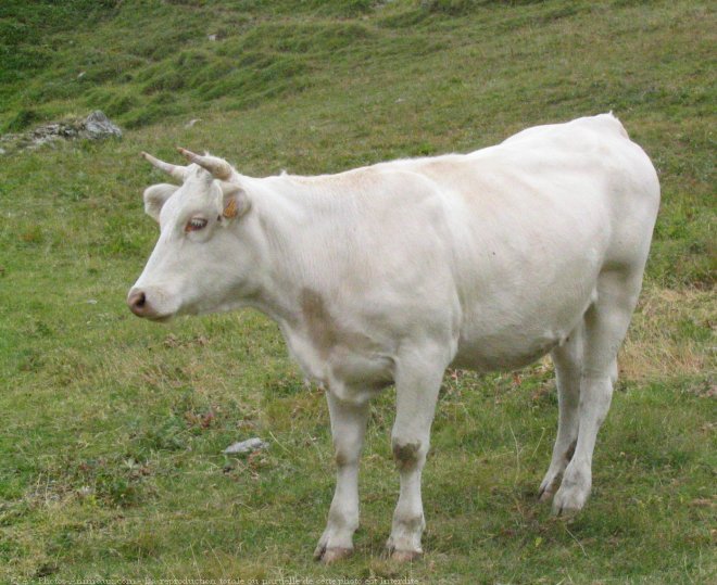 Photo de Vache