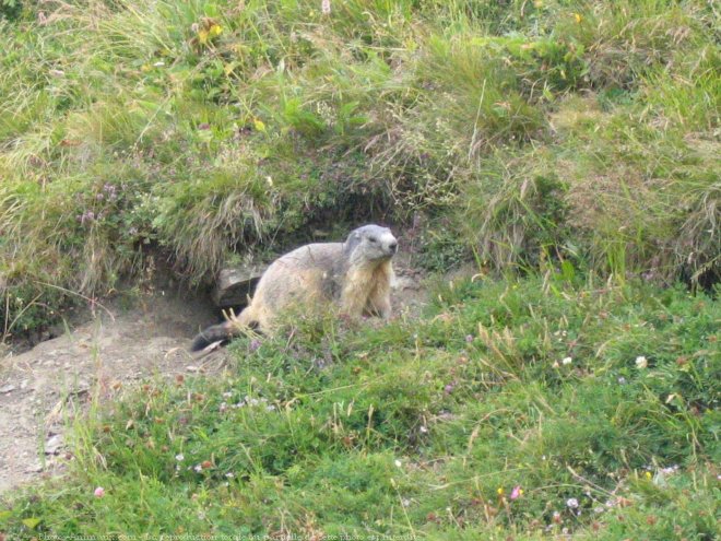 Photo de Marmotte