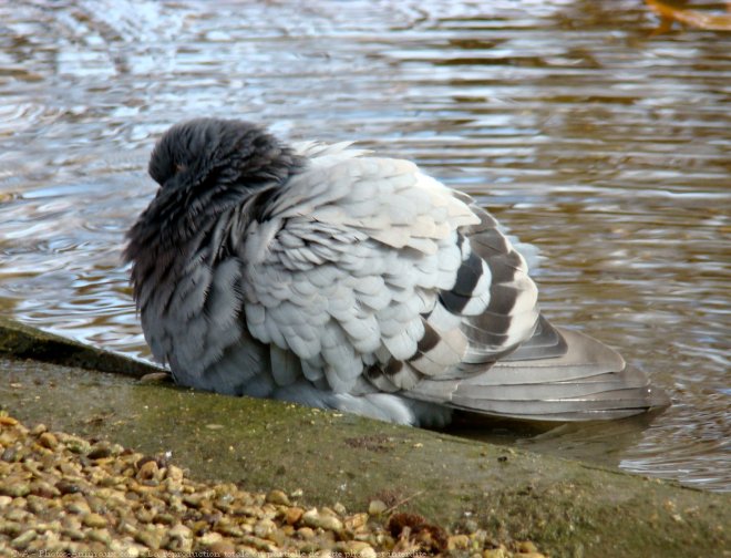 Photo de Pigeon