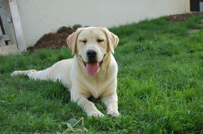 Photo de Labrador retriever