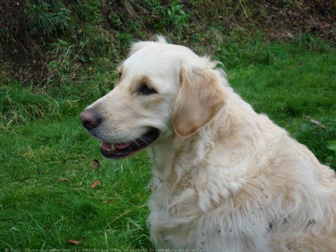 Photo de Golden retriever