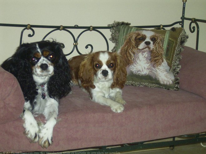 Photo de Cavalier king charles spaniel