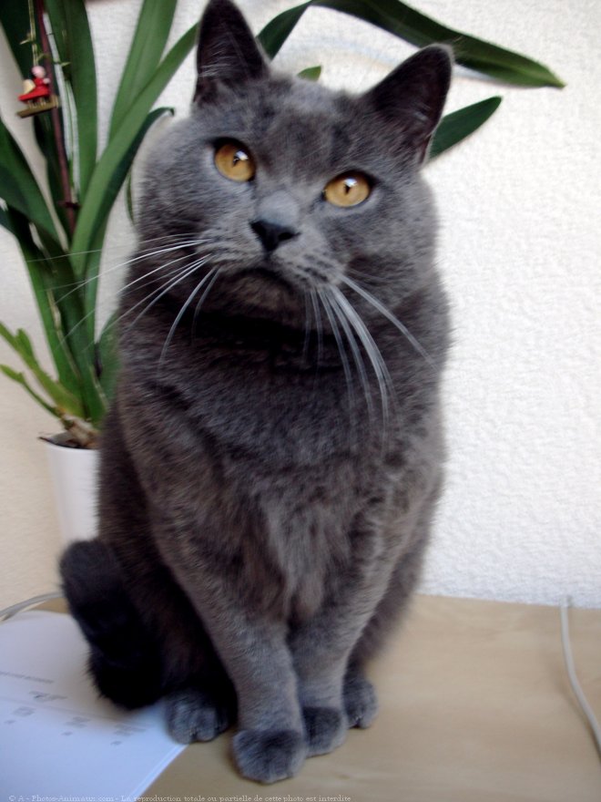 Photo de Chartreux