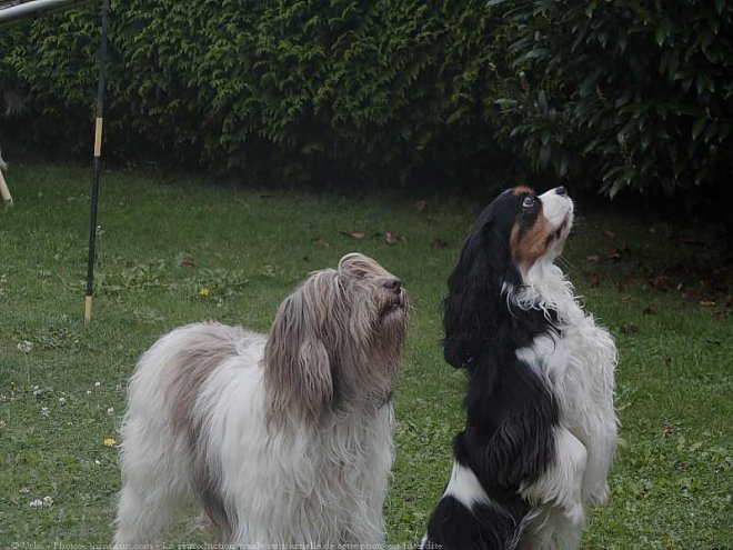 Photo de Cavalier king charles spaniel