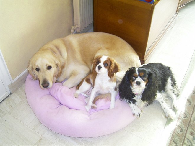 Photo de Cavalier king charles spaniel