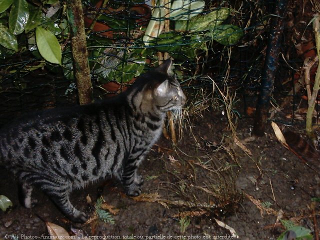 Photo de Chat domestique