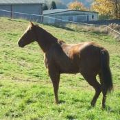 Photo de Quarter horse