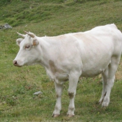 Photo de Vache