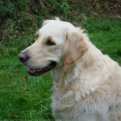 Photo de Golden retriever