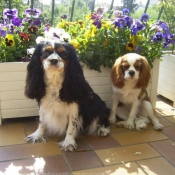 Photo de Cavalier king charles spaniel