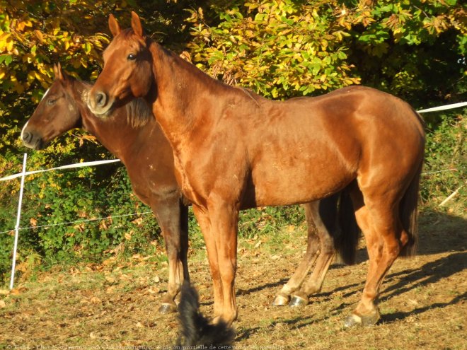 Photo de Quarter horse