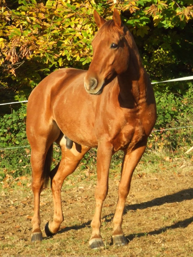 Photo de Quarter horse