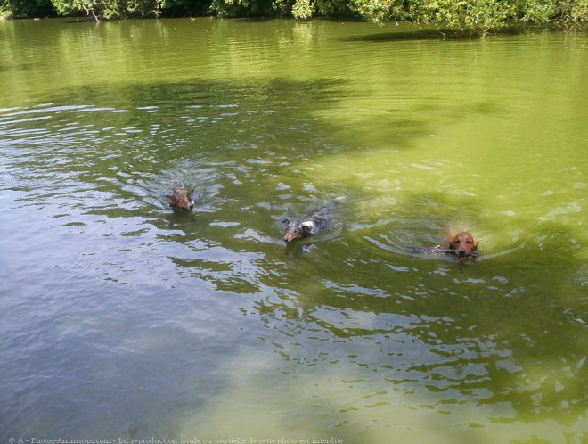 Photo de Races diffrentes