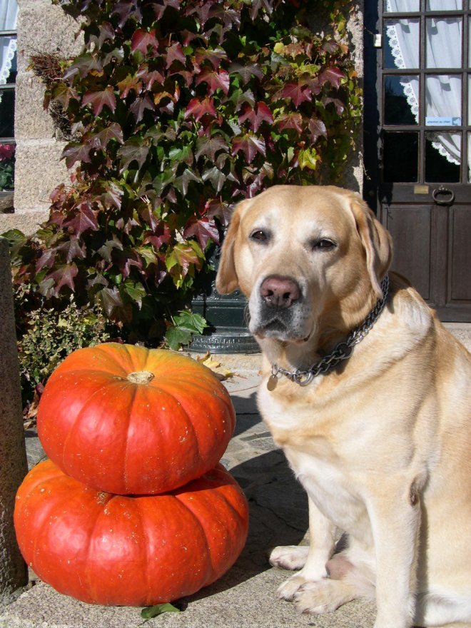 Photo de Labrador retriever