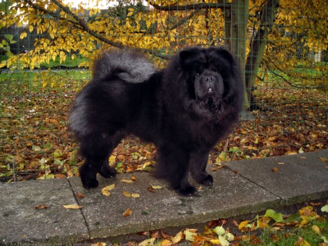 Photo de Chow chow