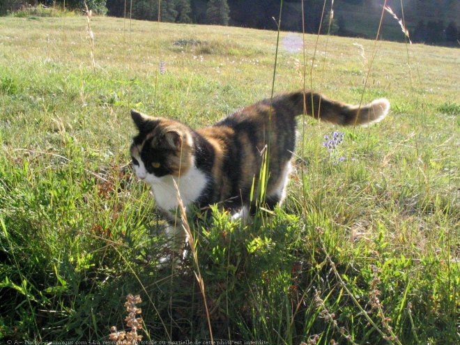 Photo de Chat domestique