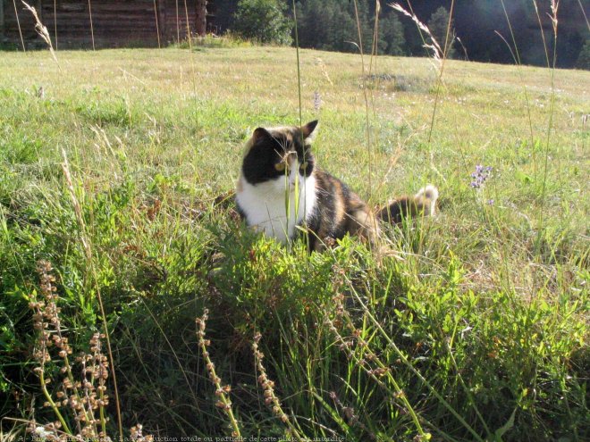 Photo de Chat domestique