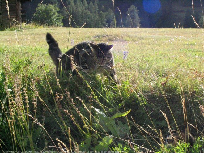 Photo de Chat domestique