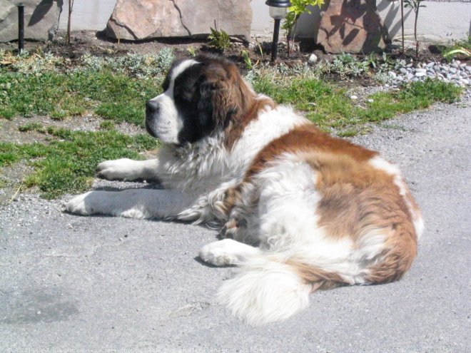 Photo de Saint-bernard poil long