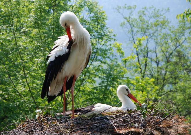 Photo de Cigogne