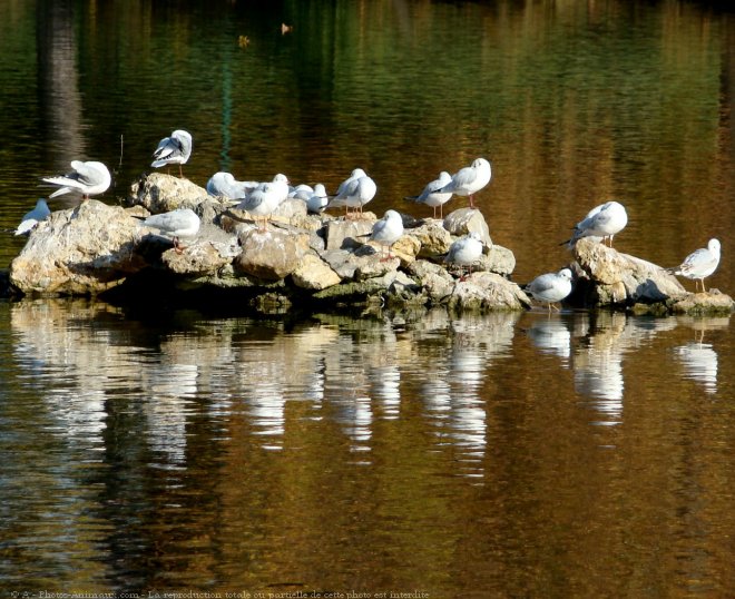 Photo de Mouette