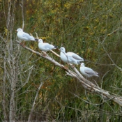 Photo de Mouette