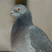 Photo de Pigeon