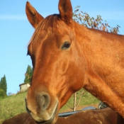 Photo de Quarter horse