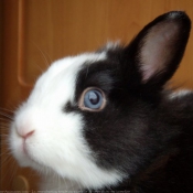 Photo de Lapin