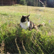 Photo de Chat domestique