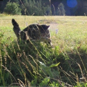 Photo de Chat domestique