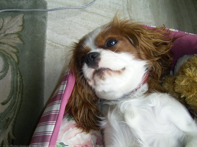 Photo de Cavalier king charles spaniel