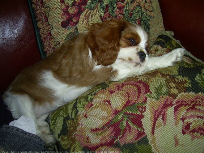 Photo de Cavalier king charles spaniel