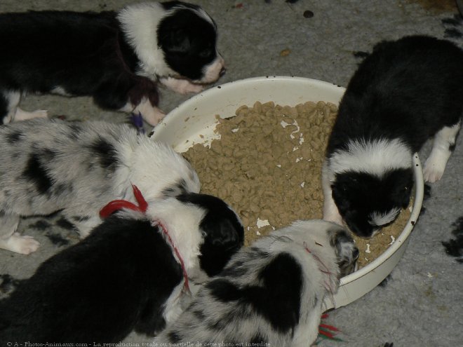 Photo de Border collie