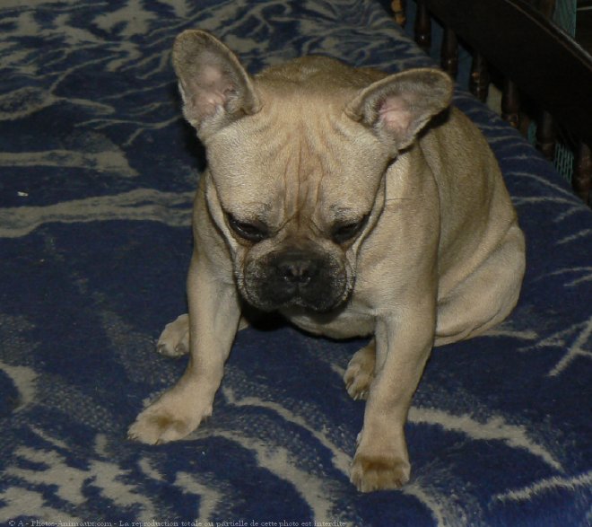 Photo de Bouledogue franais