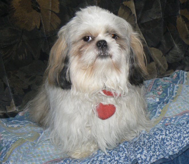 Photo de Shih tzu