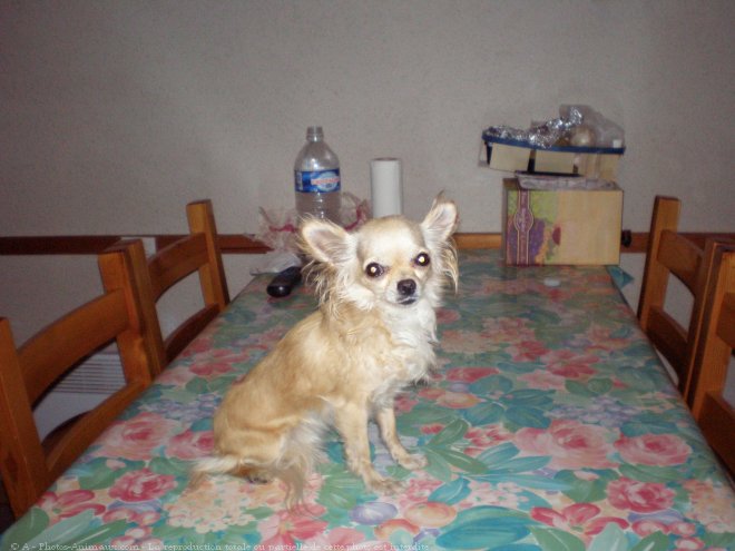 Photo de Chihuahua  poil long